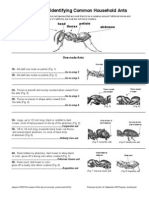 Key To Identifying Common Household Ants: Antenna Head Petiole Abdomen Thorax