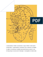 Mapa Auricular