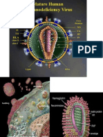 Interferon 1