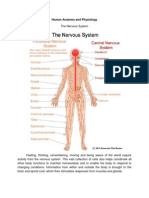 Human Anatomy and Physiology 