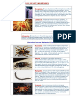 Classification Des Invertébrés Et Vertébrés