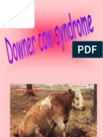 Downer Cow Syndrome