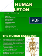 The Human Skeleton