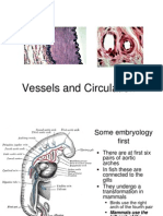 Lecture 19 - Vessels and Circulation