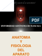 Anatomía y Fisiología Del Aparato Digestivo 3D