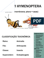 Hymenoptera 1