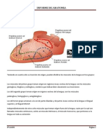 Informe de Anatomia