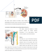 Anatomy and Physiology (kiLLKKLdney)