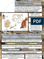 Tema 4. Metazoos Invertebrados Acuaticos