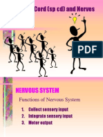 Spinal Cord (SP CD) and Nerves