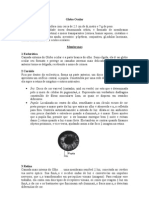 1 - Anatomia Ocular