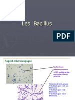 Bacillus