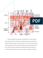 Anatomy and Physiology