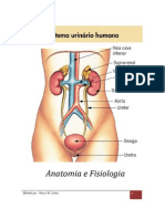 Sistema Urinario