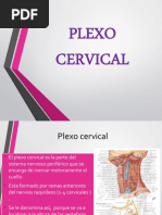 Plexo Cervical