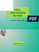 Introduction To Brain Anatomy