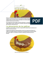 La Alimentacion de Las Gallinas