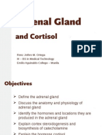 Adrenal Gland 111