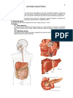 Sistema Digestorio