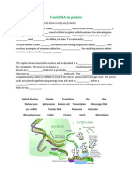 From DNA To Protein Worksheet