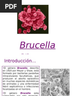 Brucella