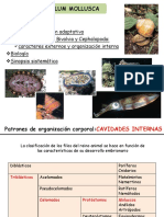 17 Phylum Mollusca MM