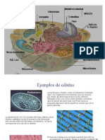 Diapositivas de Celulas