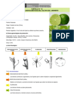 Limon - Cartilla 12 Condiciones Agroclimaticas Del Cultivo Del Limonero