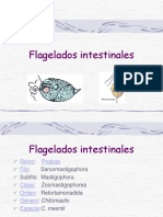 Flagelados Comensales