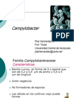 Campylobacter PG CYTA