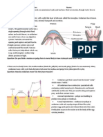 Phylum Cnidaria Notes