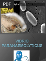 Vibrio Parahaemolyticus.