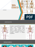 Presentacion SIstema Esqueletico