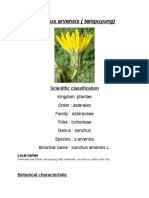 Sonchus Arvensis