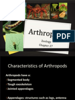 27 Arthropods