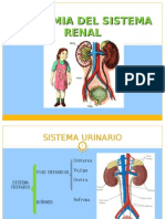 Anatomia Del Sistema Renal