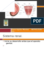 Desarrollo Embrionario Del Sistema Renal