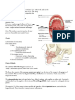 Anatomy of Airways