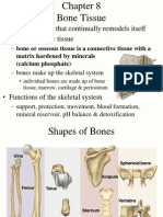 8 Bone Tissue