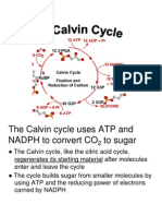 Calvin Cycle On CAM Plants