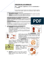 1° - 2° Nutrición en Los Animales