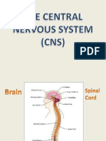 The Central Nervous System