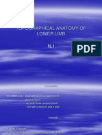 Topographical Anatomy of Lower Limb