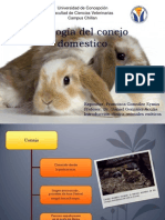 Biología Del Conejo Domestico