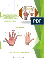 Miología de La Mano