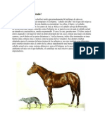 Evolución Del Caballo