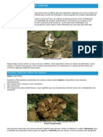 Cobras - Ficha Do Réptil - Como Funcionam As Cobras PDF