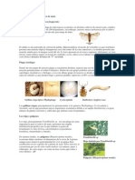 Principales Plagas Del Cultivo de Maíz