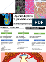 Sistema Digestivo Embriologia