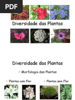 Diversidade Das Plantas